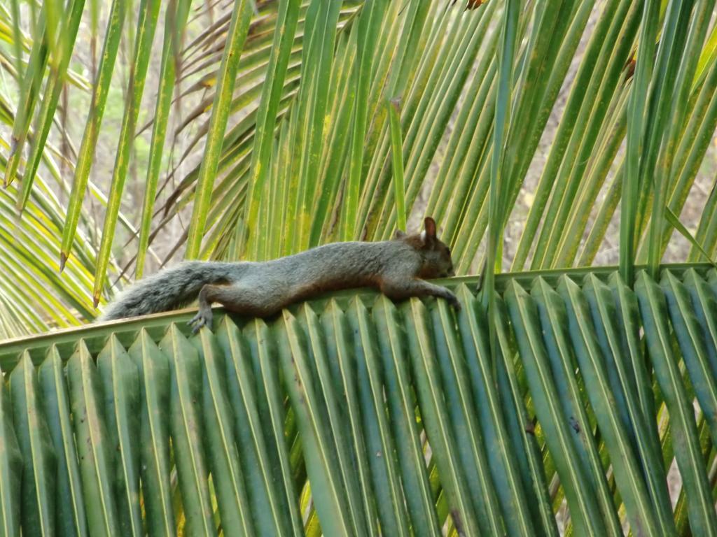 Villa Escondida Zipolite Bagian luar foto